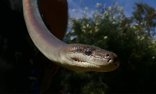 Head and neck of RSPCA Water Python